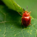 Imagem de Stenotarsus blatchleyi Walton 1928