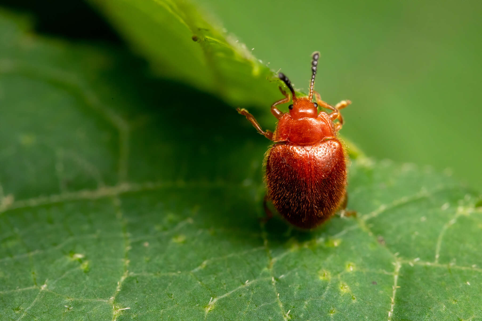 Sivun Stenotarsus blatchleyi Walton 1928 kuva