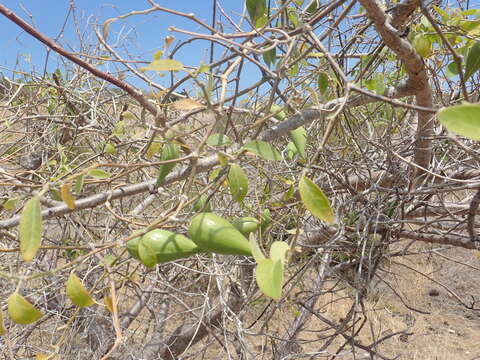 Image of Leptadenia madagascariensis Decne.