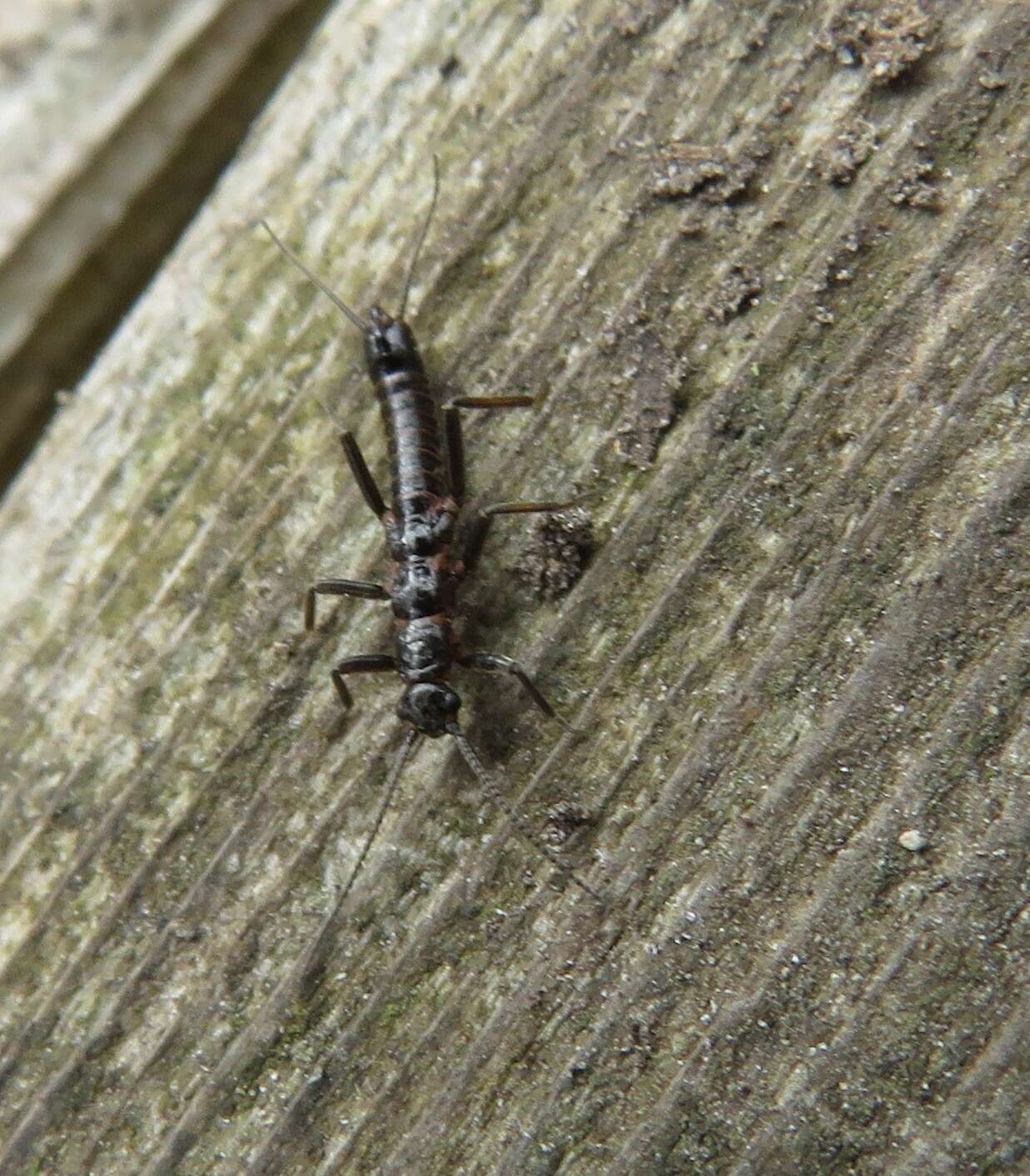 Image of Allocapnia vivipara (Claassen 1924)