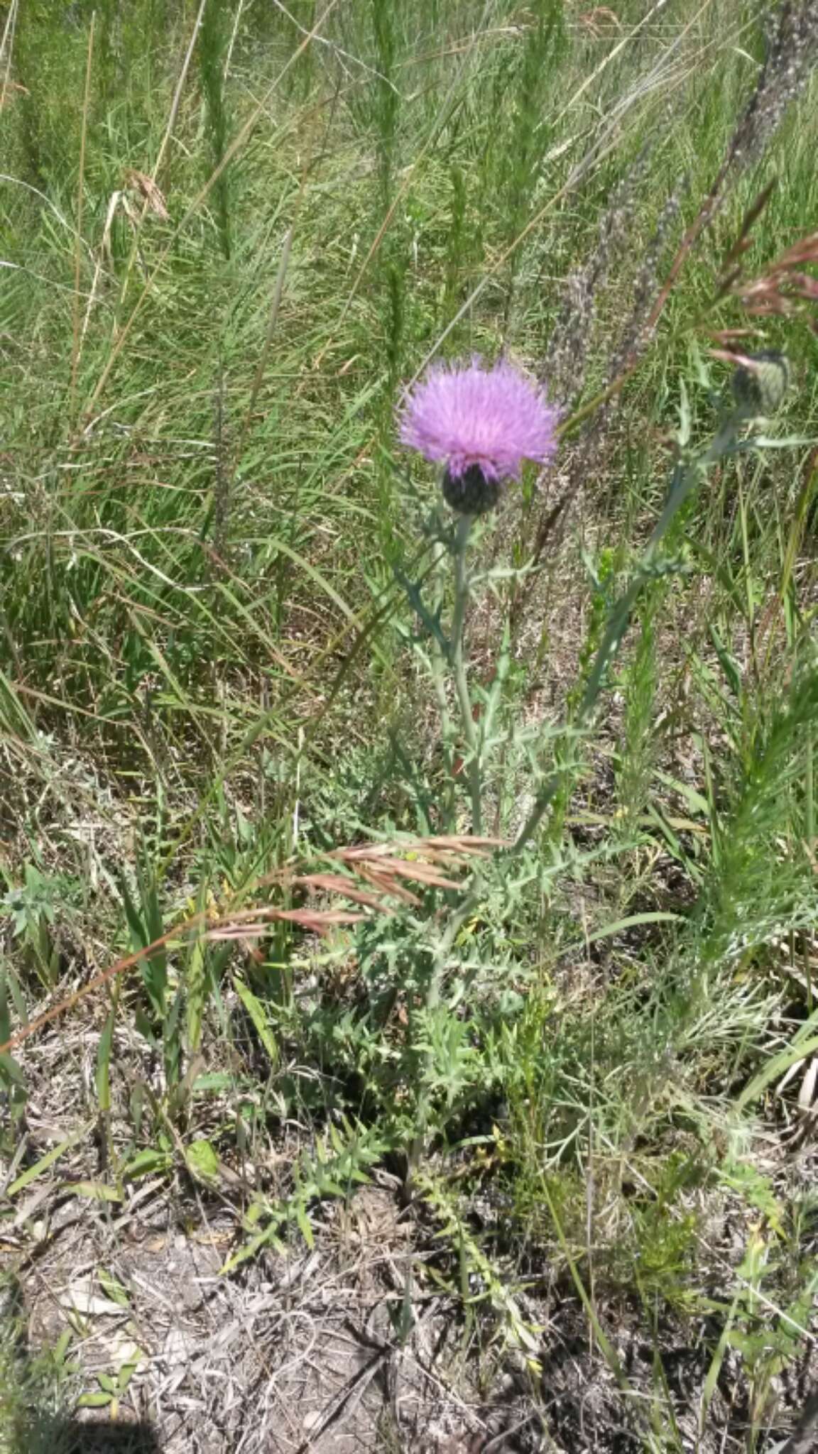 Image de Cirsium flodmanii (Rydb.) Arthur