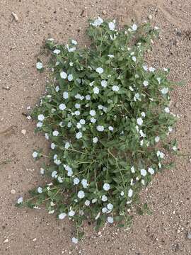 Image of phlox heliotrope