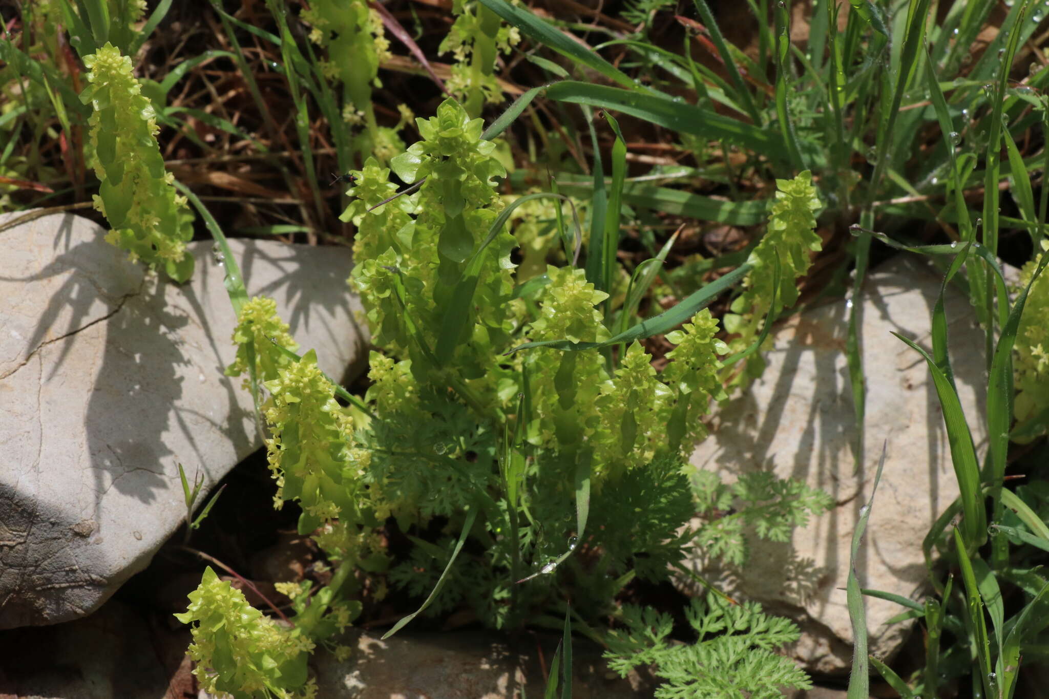 Image of Cruciata articulata (L.) Ehrend.