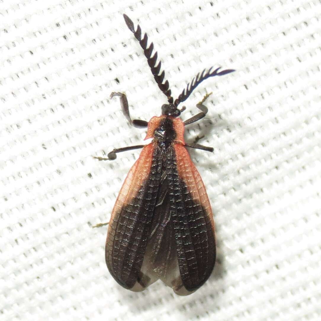 Image of Caenia amplicornis Le Conte 1881