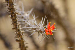 صورة Euphorbia pedilanthoides Denis