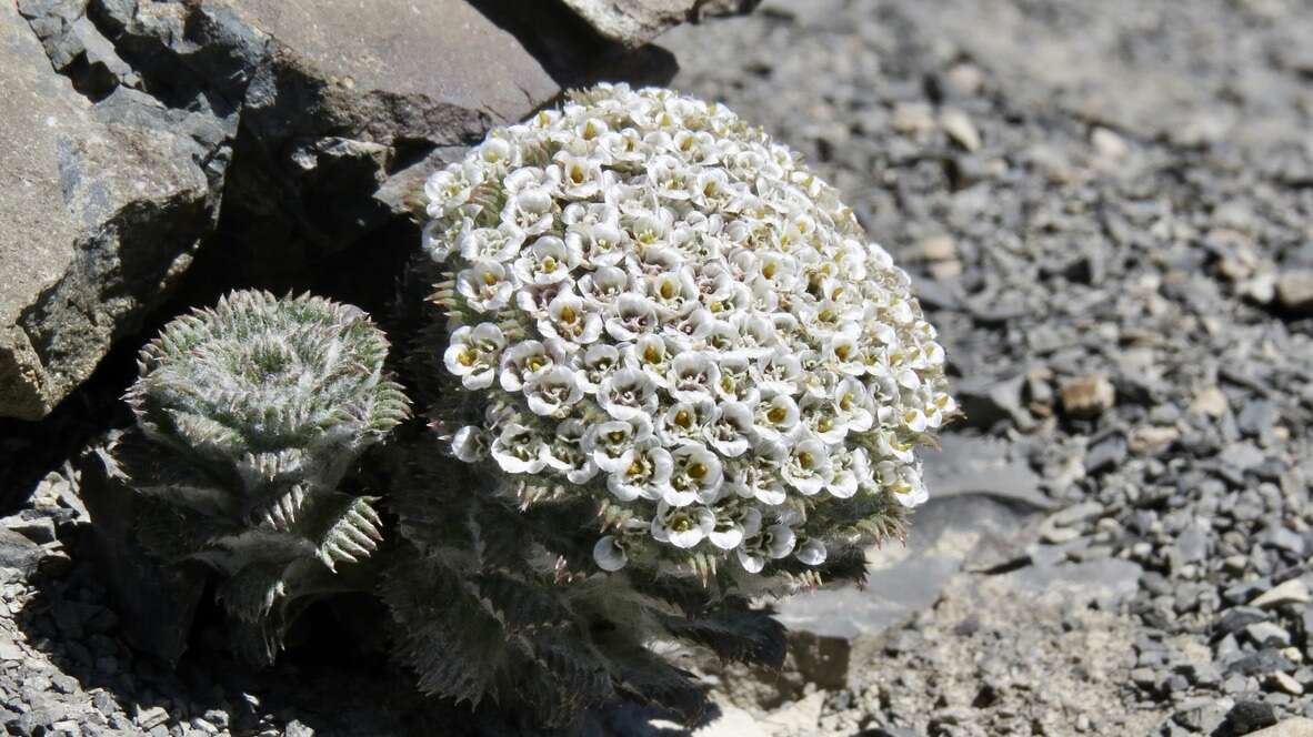 Image of Nassauvia lagascae (D. Don) F. Meigen