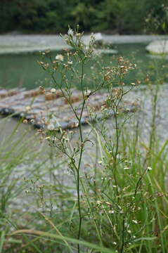 صورة <i>Symphyotrichum <i>subulatum</i></i> var. subulatum