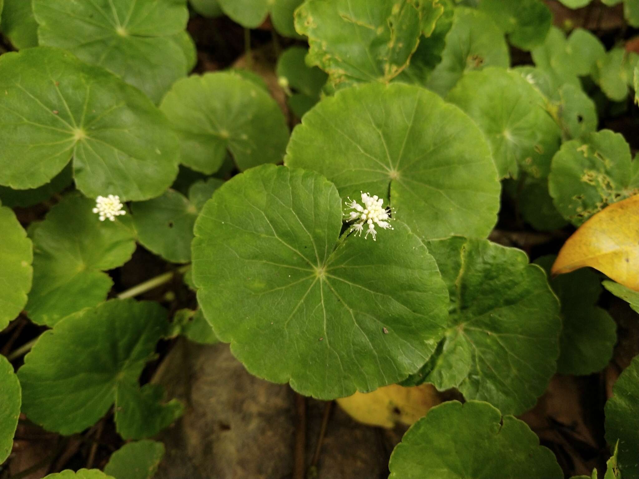 Imagem de Hydrocotyle leucocephala Cham. & Schltdl.