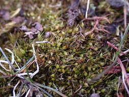 Image of acuminate pleuridium moss