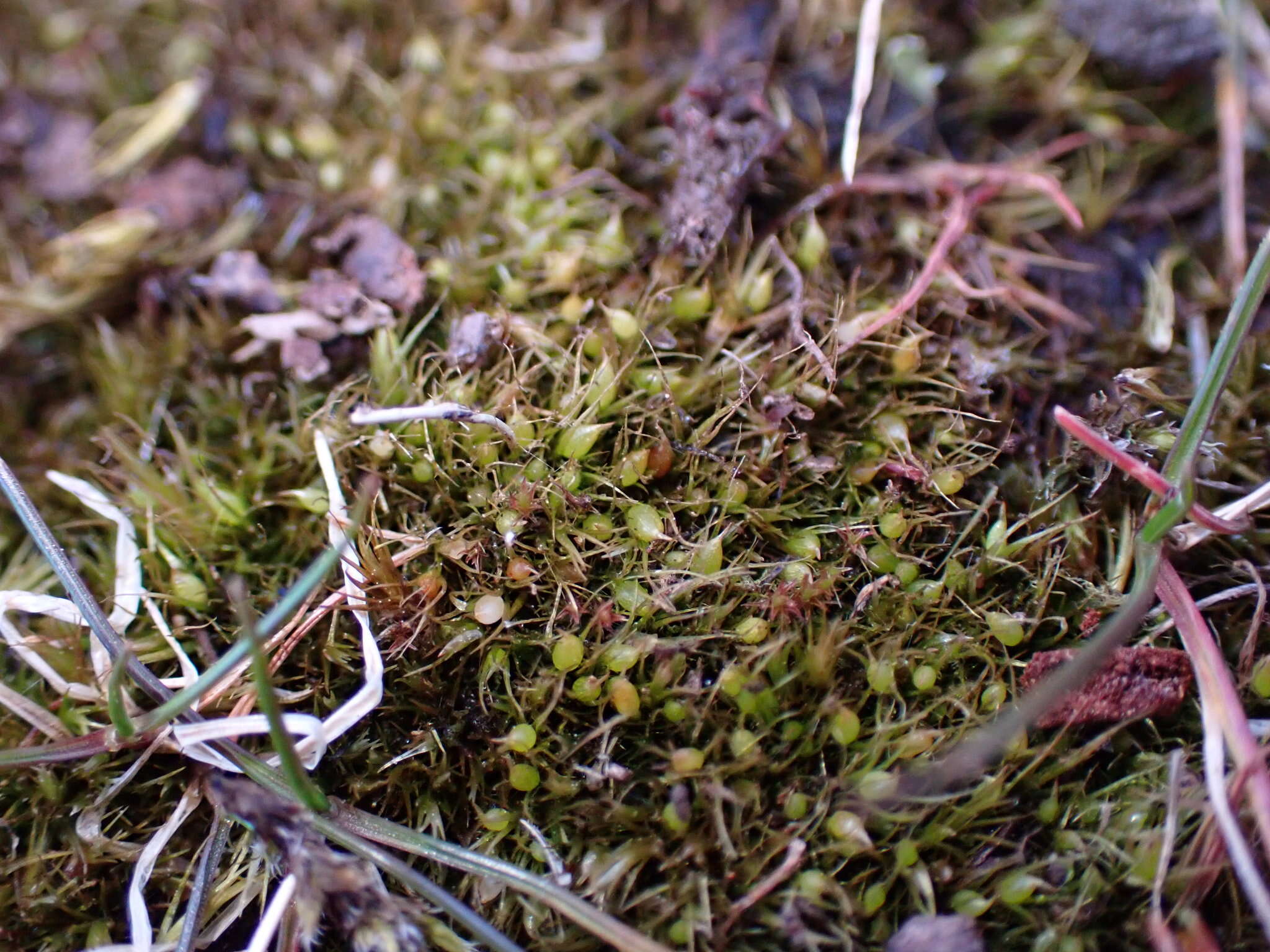 Image of acuminate pleuridium moss