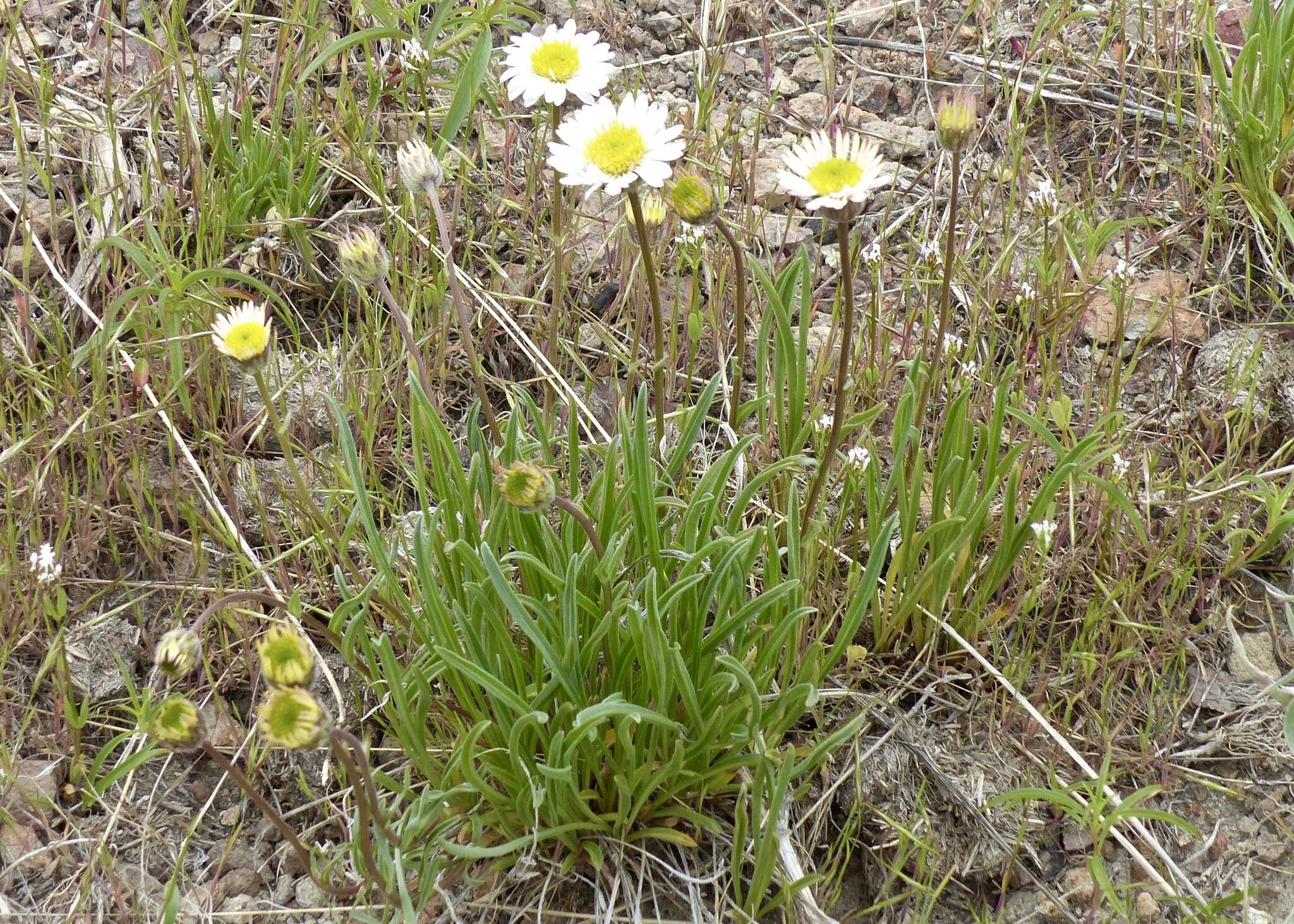 Image de Erigeron eatonii var. nevadincola (S. F. Blake) G. L. Nesom