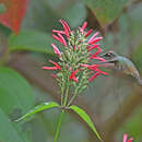 Anthocephala berlepschi Salvin 1893 resmi