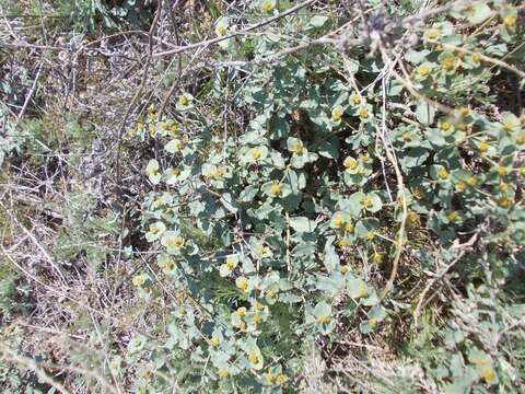 Image of Euphorbia undulata M. Bieb.