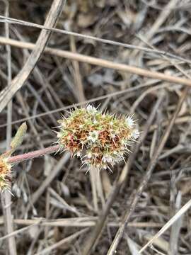 Image of San Francisco spineflower