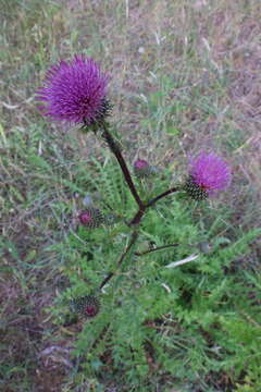 Image of Vasey's thistle