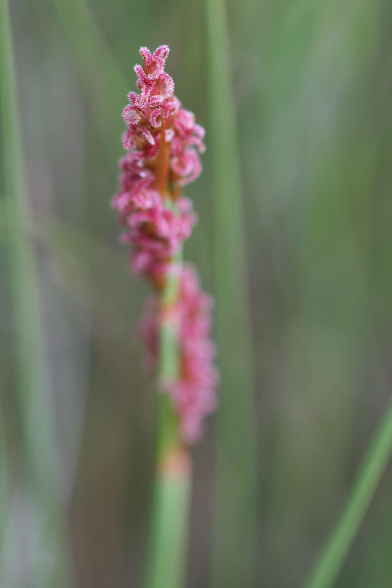 Слика од Anarthria laevis R. Br.