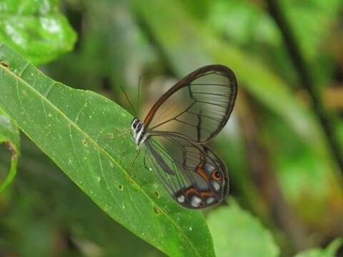 Image of Pseudohaetera hypaesia Hewitson 1854