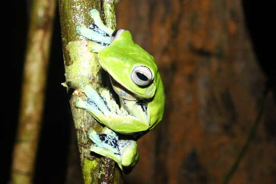 Image of Norhayati's Gliding Frog