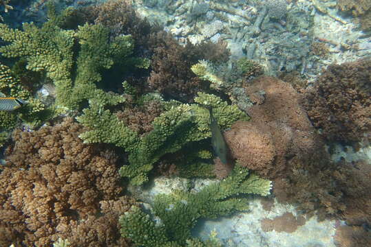 Sivun Acropora florida (Dana 1846) kuva