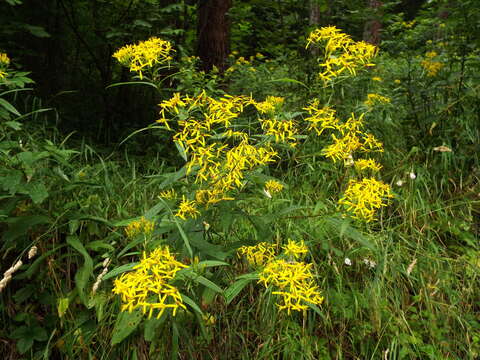 Image of wood ragwort