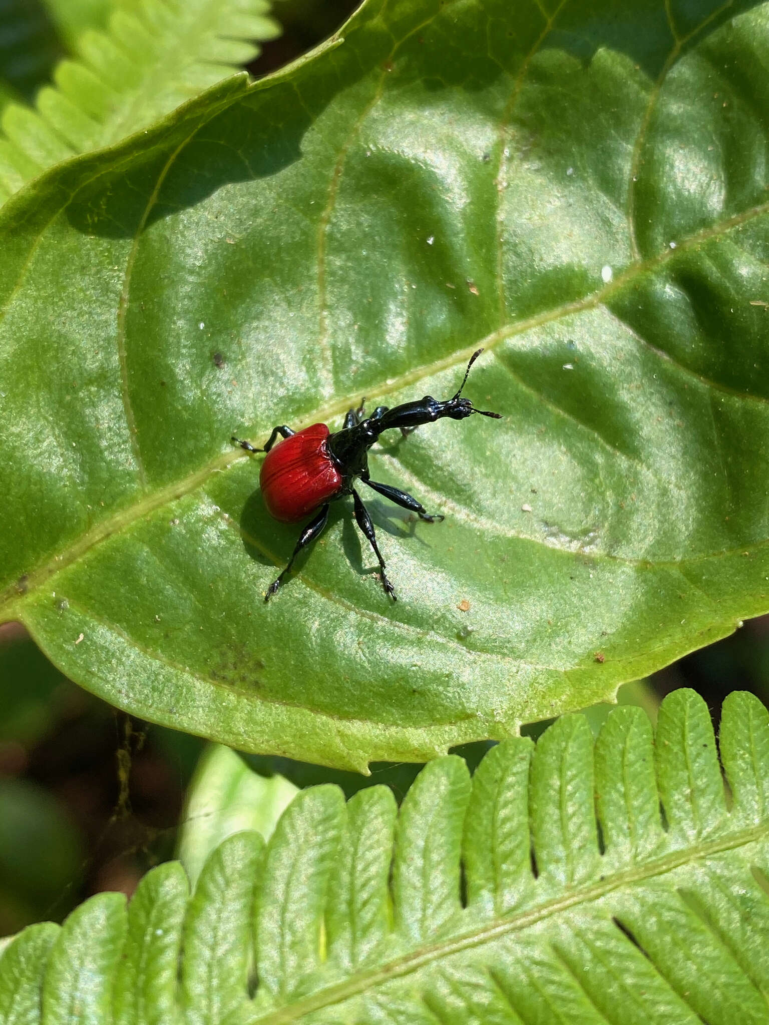 Image of Trachelophorus