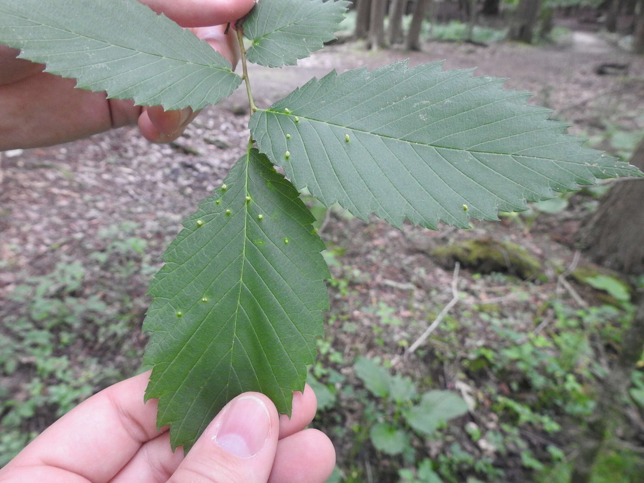 Image of Aceria campestricola