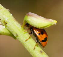 Image of Lady beetle