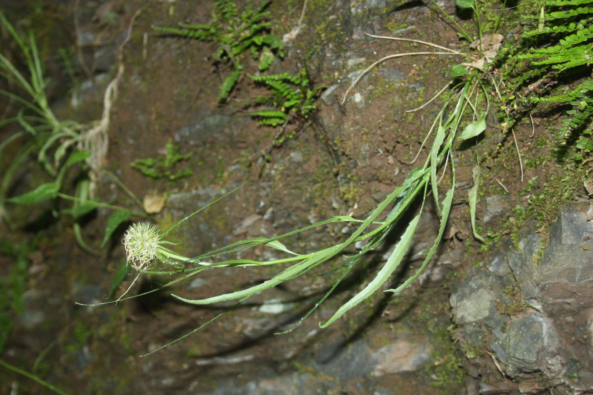 Image of Phyteuma scheuchzeri subsp. columnae (E. Thomas) Bech.