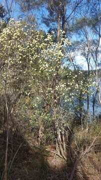 Image of Phebalium squamulosum Vent.