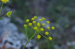 صورة Chaerophyllum coloratum L.