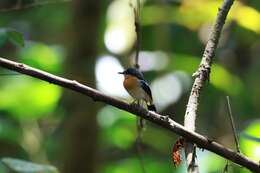 Image of Rufous-chested Flycatcher