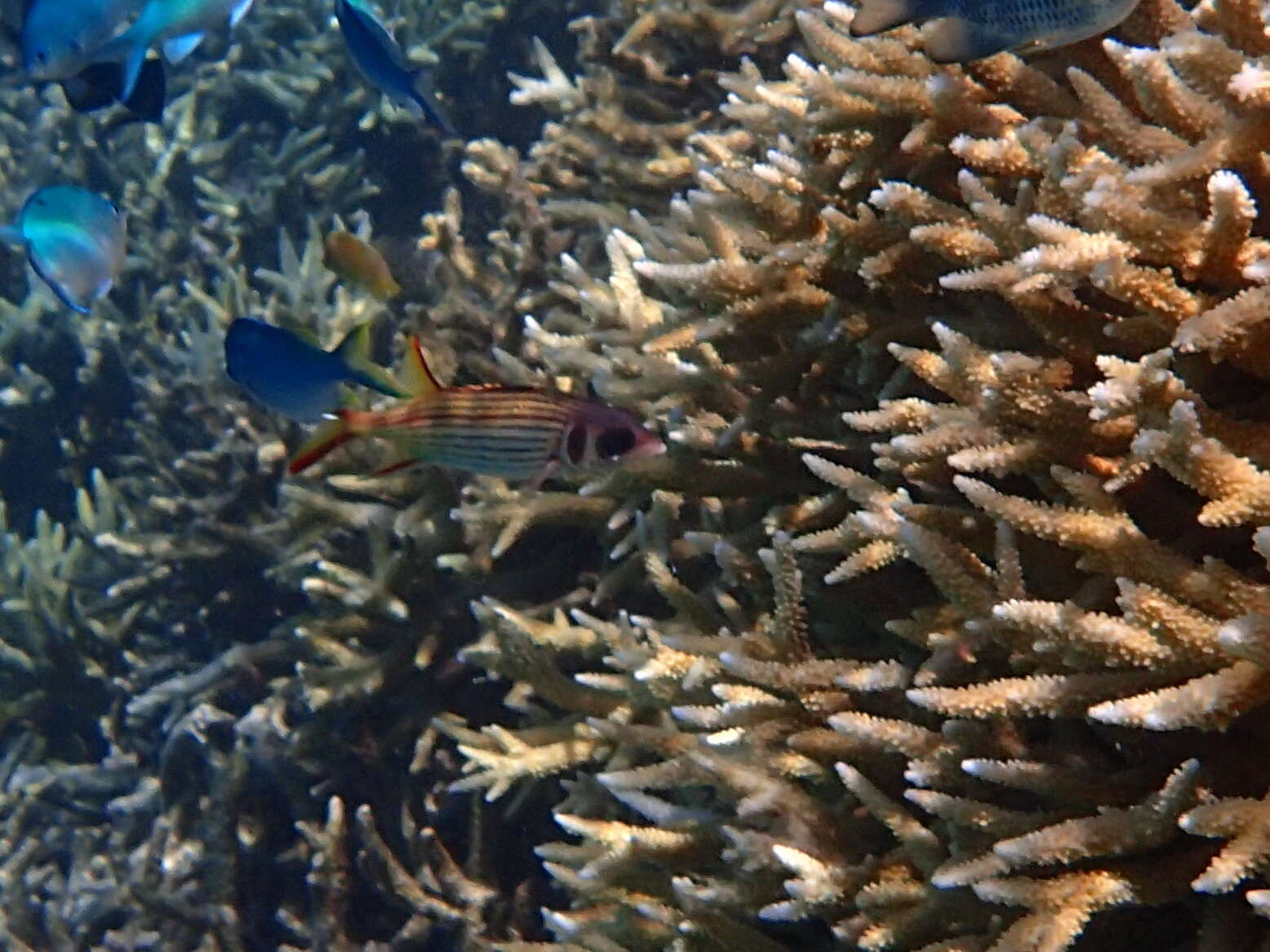 Image of Armed Squirrel-fish