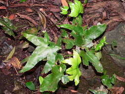 Plancia ëd Asplenium hemionitis L.