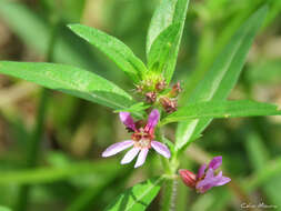 Image of Cuphea campestris Mart. ex Koehne