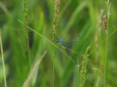 Image de Lestes praemorsus Hagen ex Selys 1862