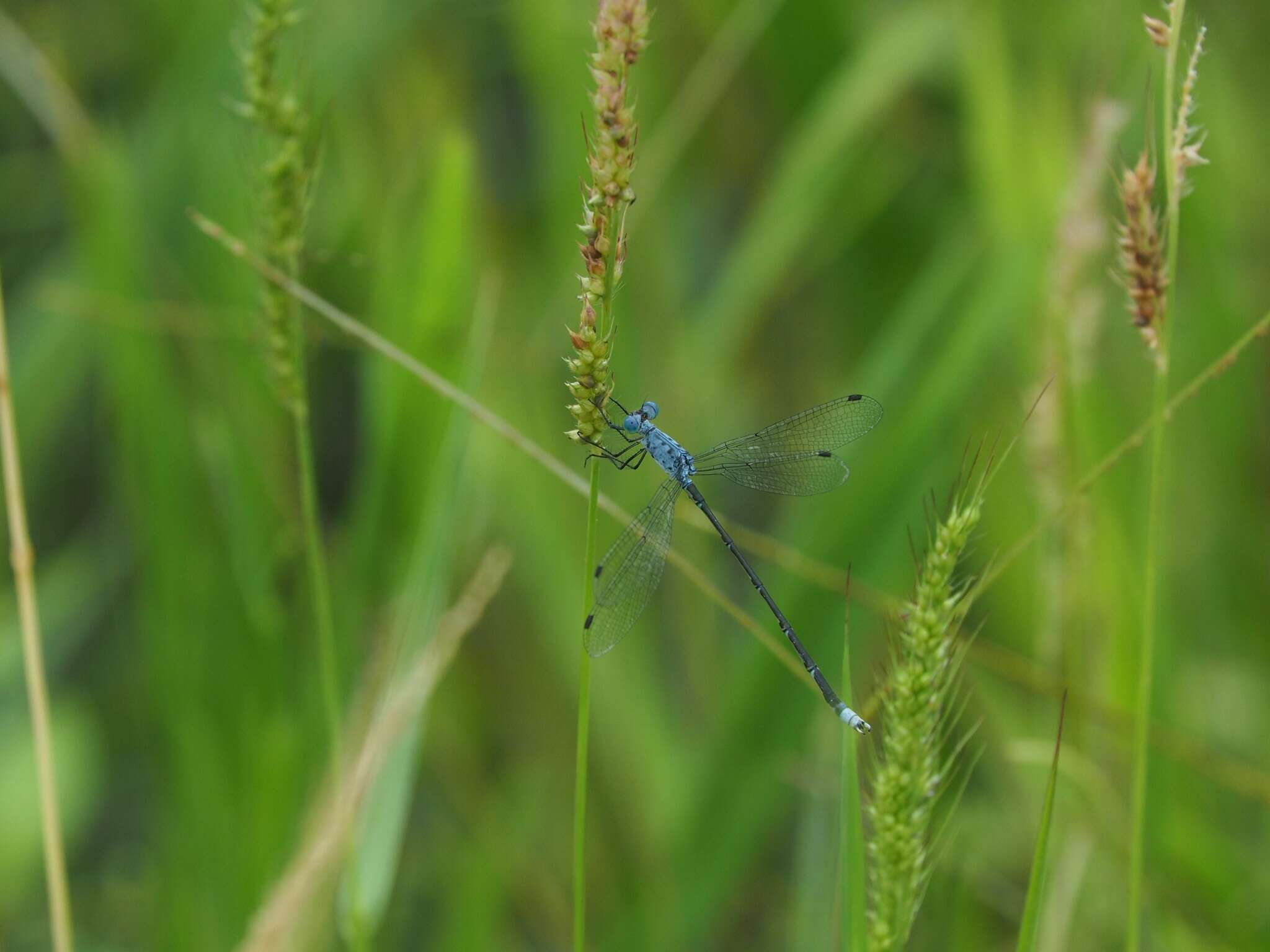 Слика од Lestes praemorsus Hagen ex Selys 1862