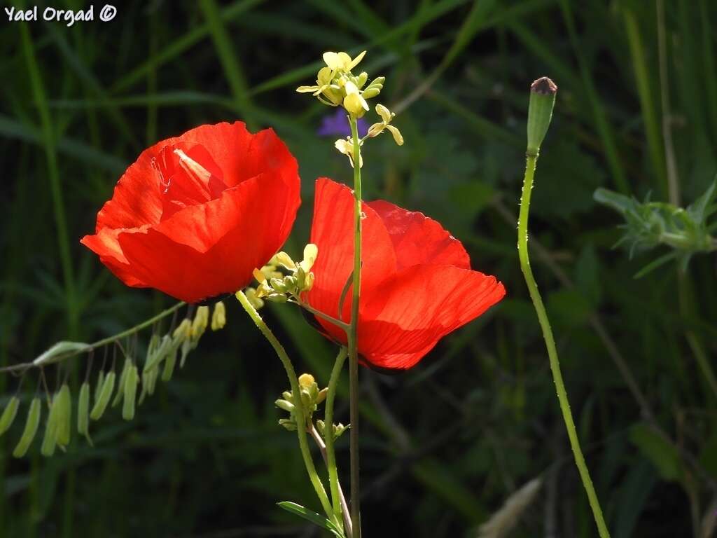 Image of Papaver syriacum Boiss. & Bl.