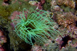 Image of Mediterranean cerianthid