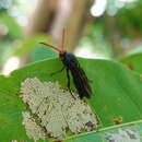 Image of Austroscolia ruficeps (Smith 1855)