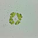 صورة Dimorphococcus lunatus