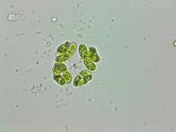 صورة Dimorphococcus Braun 1855