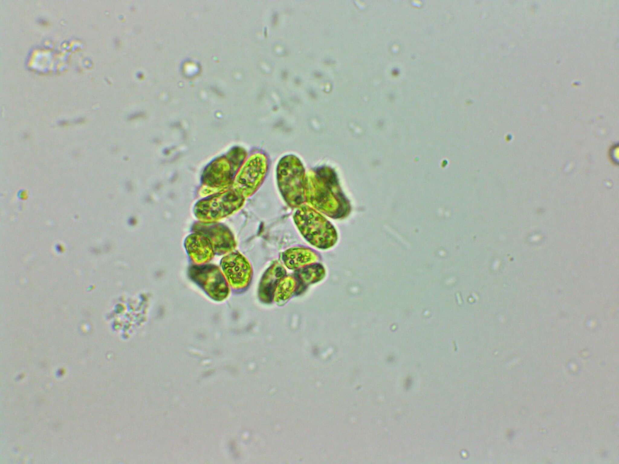 Plancia ëd Dimorphococcus Braun 1855