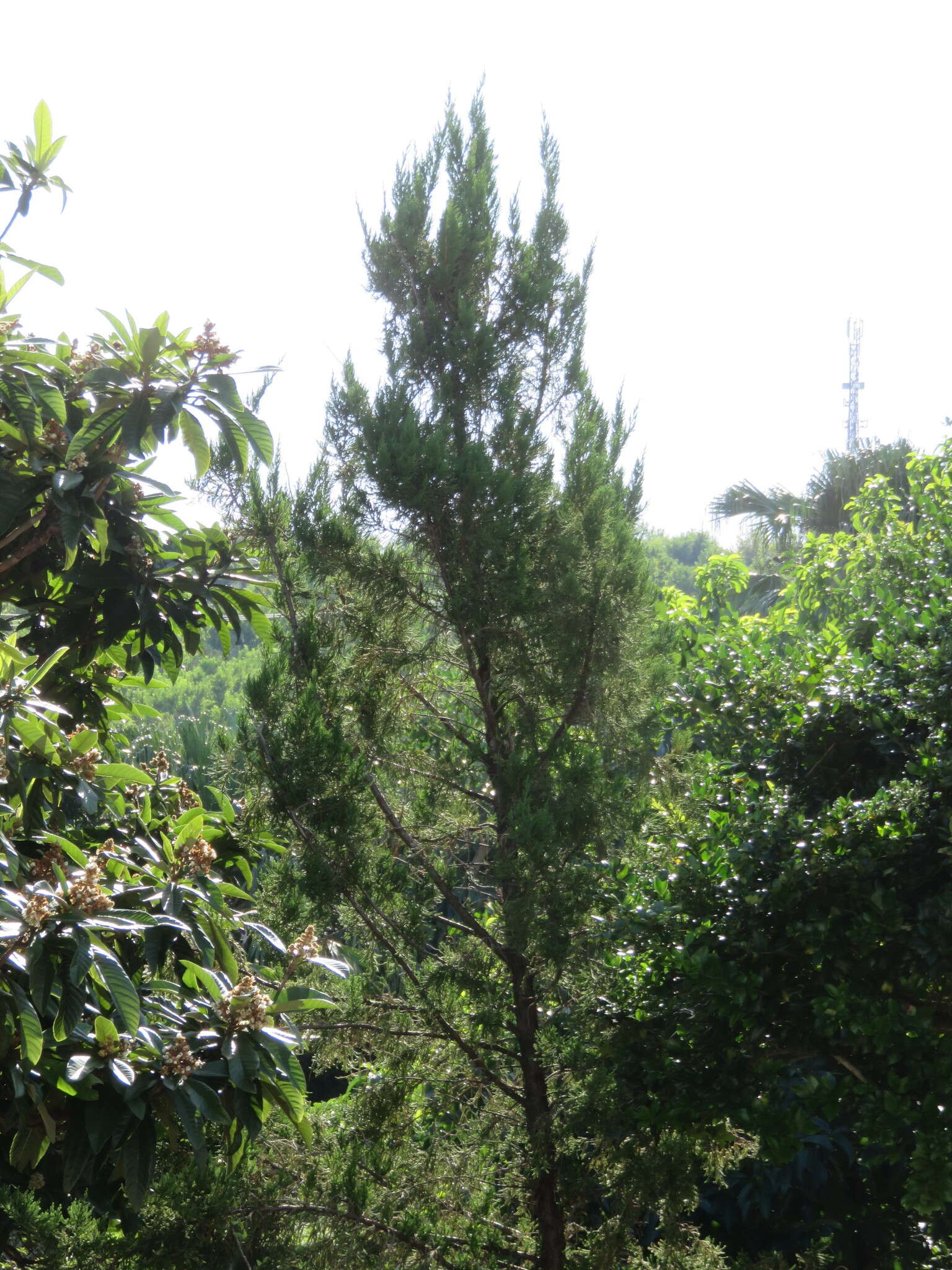 Juniperus bermudiana L. resmi