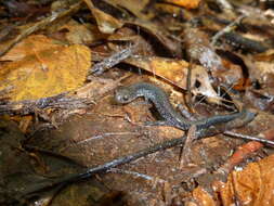 Слика од Plethodon virginia Highton 1999