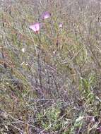 Image of Tracy's clarkia