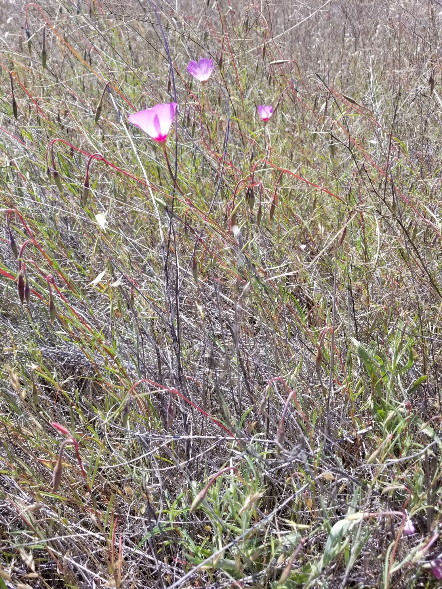 Imagem de Clarkia gracilis subsp. tracyi (Jeps.) Abdel-Hameed & Snow