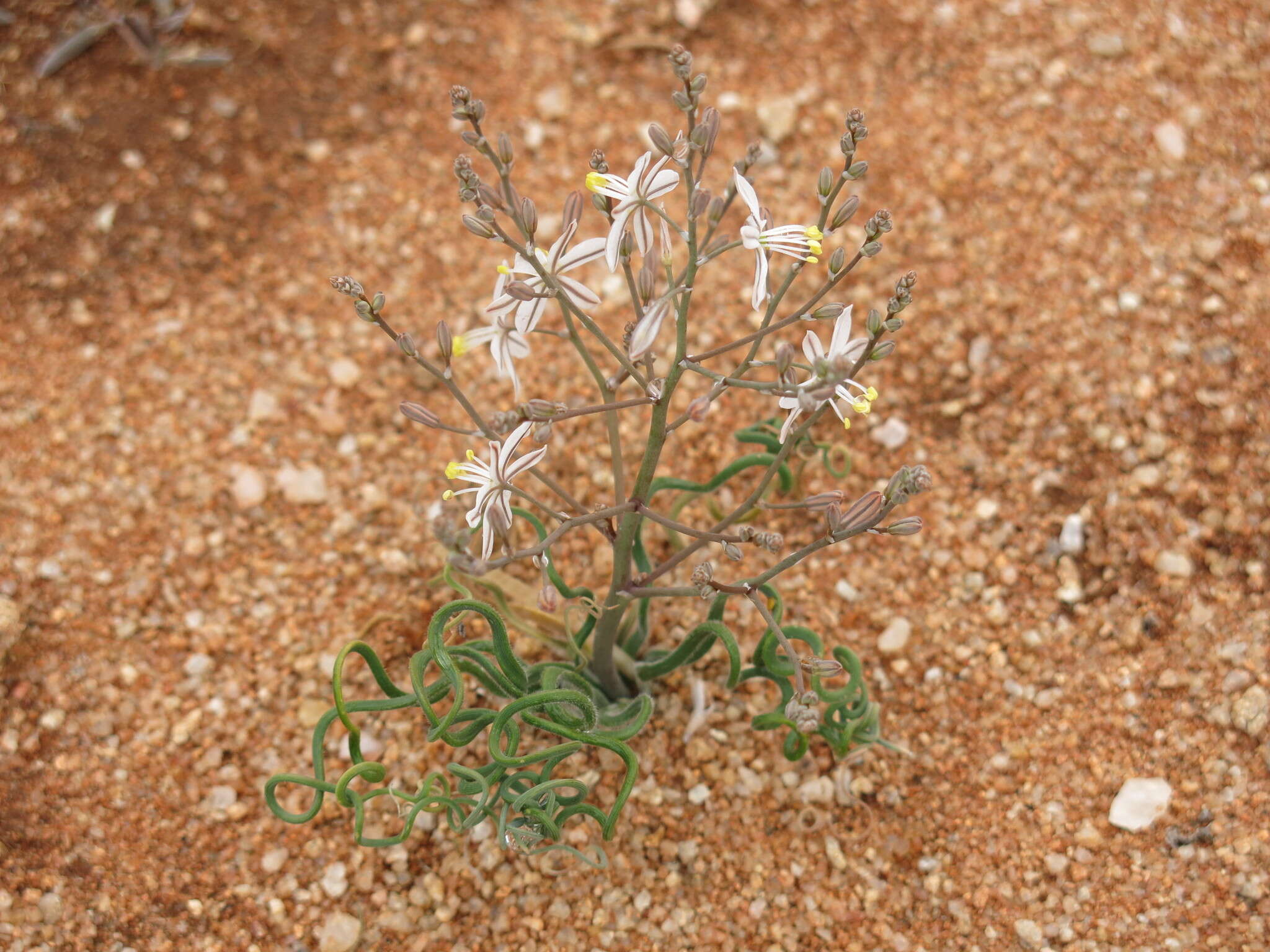 Image of Trachyandra tortilis (Baker) Oberm.