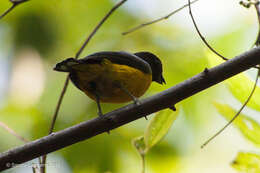 Image of Orange-bellied Euphonia