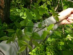 Image of blue ash