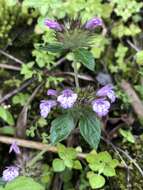 Sivun Clinopodium laxiflorum (Hayata) K. Mori kuva